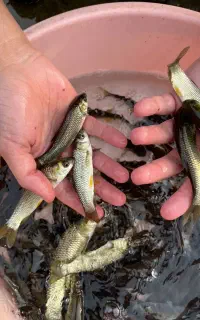 فروش بچه ماهی پرورشی کپور و امور