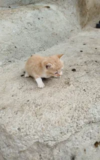 بچه گربه