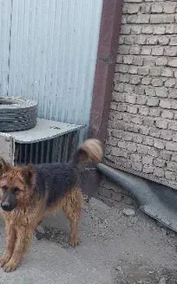 سگ ژرمن نر