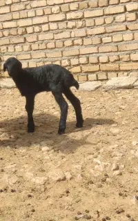بره شیری
