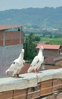 گروه کبوتر بازان مازندران