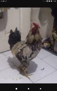 خروس