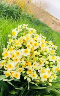پیاز گل نرگس کیلویی۱۲۰