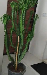 گل کاکتوس خاص