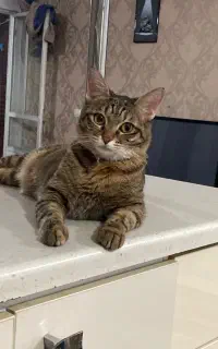 گربه گمشده محدوده وائین مژدگانی