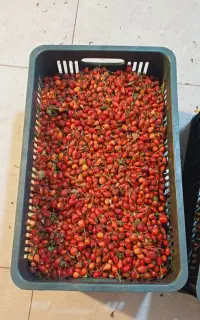گلدیک نسترن کوهی سراب
