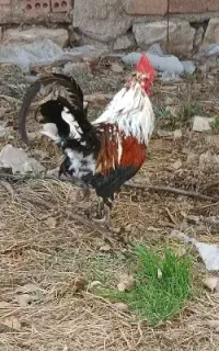 خروس گلین لری اصیل