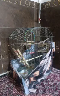 یک جفت عروس هلندی