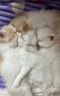 توله گربه پرشین