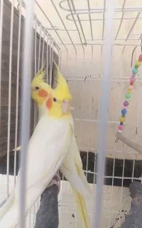عروس هلندی نر وماده بدون قفس