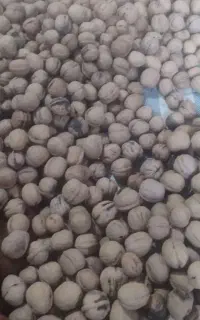 گردو دالاهو درجه یک