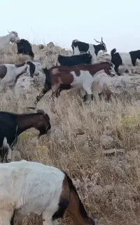 50عدد بز و بزغاله بزرگ
