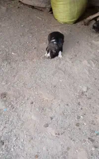 توله سرابی