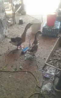 غاز اکراینی