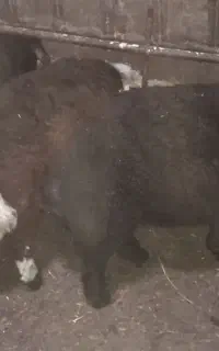 فروش چندین بره