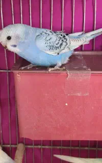 دو عدد جوجه مرغ عشق کاکلی اسپانگل