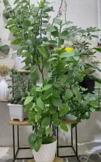 درختچه زیبا فروشی