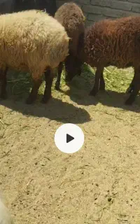 تغلی . بره نر