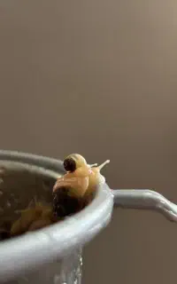 واگذاری حلزون آچاتینا تخم گذار و جوجه