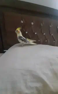 عروس هلندی