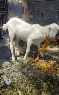کهره نر سر حال