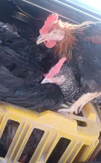 خروس محلی،جوجه گوشتی،جوجه بوقلمون