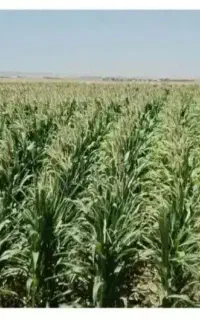 ذرت علوفه ای
