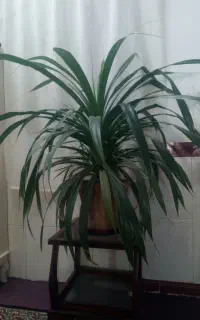 گل بزرگ کنار سالنی