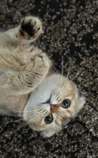 گربه اسکاتیش نر برای جفت گیری