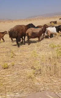 قوچ شیره دار