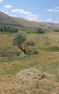 زمین برای طرح و کشاورزی و باغ قیمت ۲۲۰۰