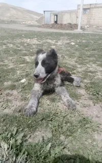 سلام یک توله سگ