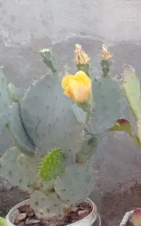 گل وگلدان