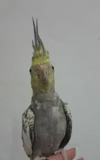 عروس هلندی