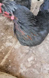 مرغ تخم گذار