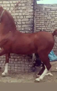 نریان کرد،اماده کشش