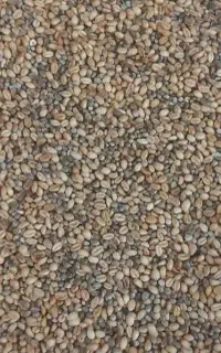 گندم و شاهدانه