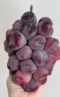 نهال انگور  وارداتی لیبل دار