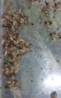 فروش بچه حلزون