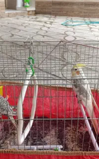 عروس هلندی سخنگو