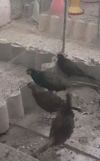 کارگر پرورش پرنده با منزل و بیمه