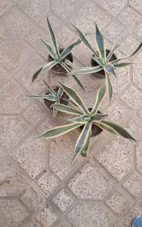 کاکتوس اگاو
