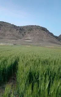 گندم و جو فروشی