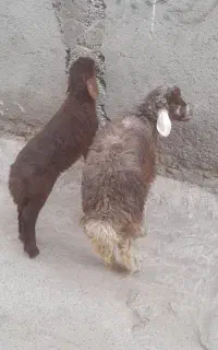 بره نرینه