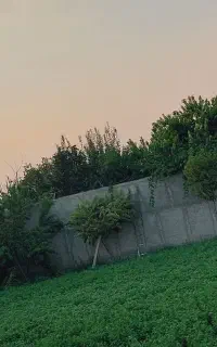 کود حیوانی خشک