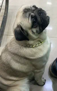سگ پاگ وارداتی دوماهه ماده