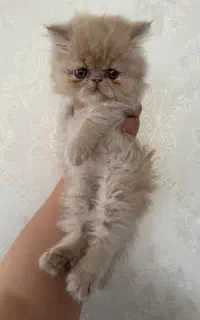 بچه گربه پرشین اسکاتیش