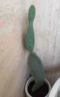 کاکتوس