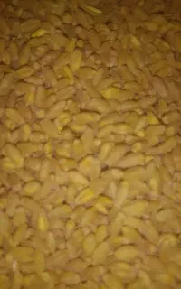 گندم بذر