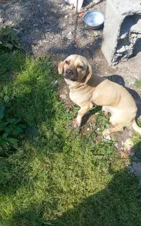 واگذاری سگ نر وماده